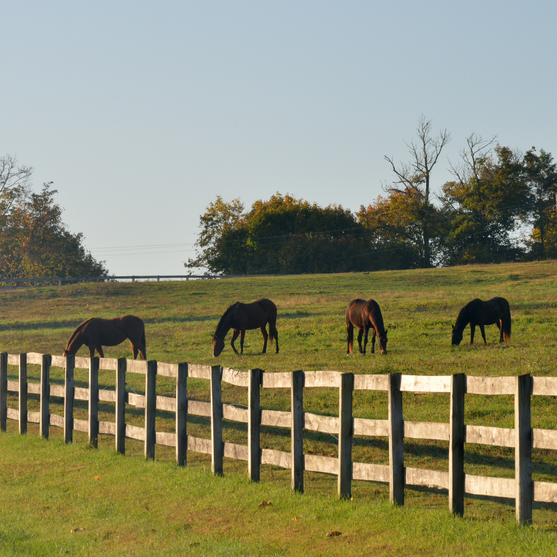 Livestock Fencing